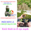 CHUỘT-BẠCH-509-kích-rễ