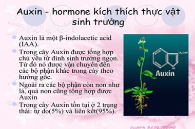 AUXIN LÀ GÌ? ỨNG DỤNG AUXIN TRONG NÔNG NGHIỆP