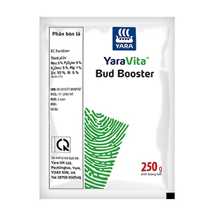 bud booster