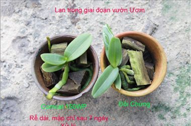 HƯỚNG DẪN SỬ DỤNG THUỐC KÍCH THÍCH SINH TRƯỞNG COMCAT CHO PHONG LAN