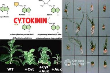 CYTOKININ LÀ GÌ? ỨNG DỤNG CỦA CYTOKININ TRONG NÔNG NGHIỆP