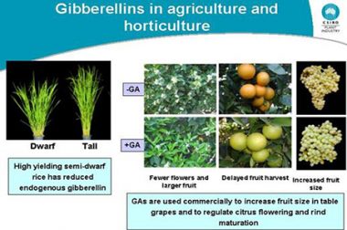 GIBBERELLIN LÀ GÌ? ỨNG DỤNG GIBBERELLIN TRONG NÔNG NGHIỆP