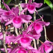 gia hac hoa hong do