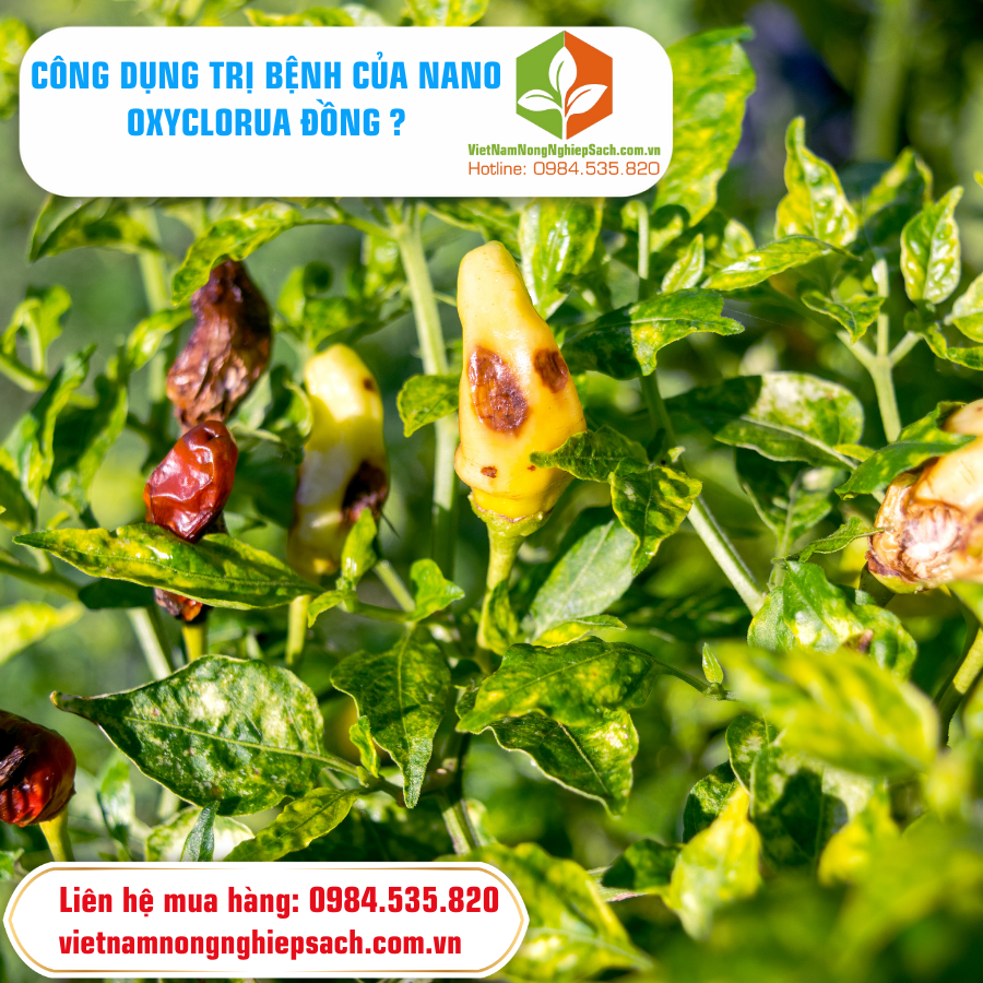 CÔNG DỤNG CỦA NANO OXYCLORUA ĐỒNG ?
