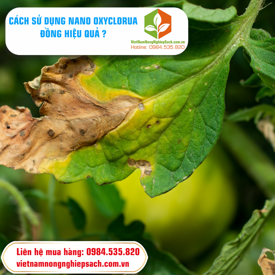CÁCH SỬ DỤNG NANO OXYCLORUA ĐỒNG HIỆU QUẢ 