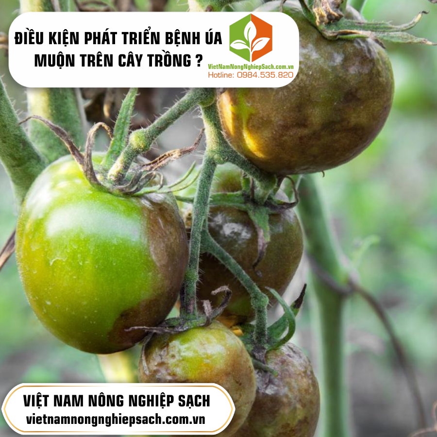 ĐIỀU KIỆN PHÁT TRIỂN BỆNH ÚA MUỘN TRÊN CÂY TRỒNG ?