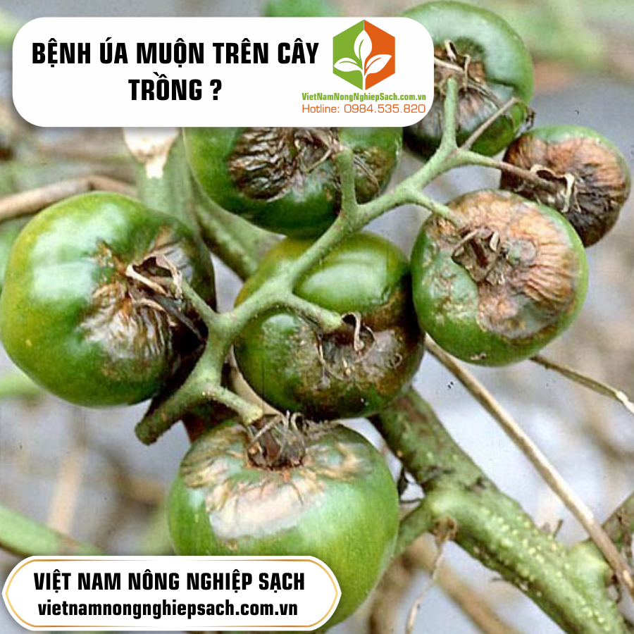 BỆNH ÚA MUỘN TRÊN CÂY TRỒNG