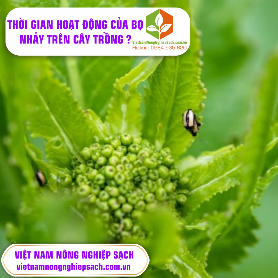 THỜI GIAN HOẠT ĐỘNG CỦA BỌ NHẢY TRÊN RAU CẢI ?
