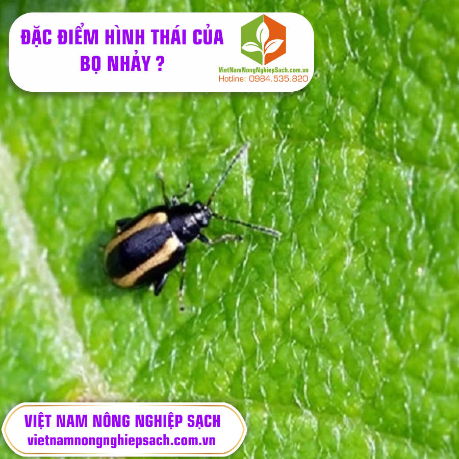 ĐẶC ĐIỂM HÌNH THÁI CỦA BỌ NHẢY TRÊN RAU CẢI ?