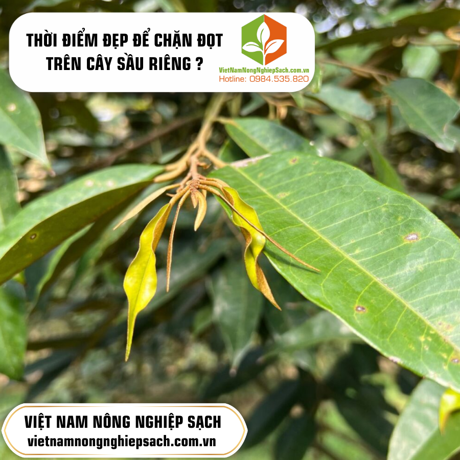 THỜI ĐIỂM ĐẸP ĐỂ CHẶN ĐỌT TRÊN CÂY SẦU RIÊNG ?