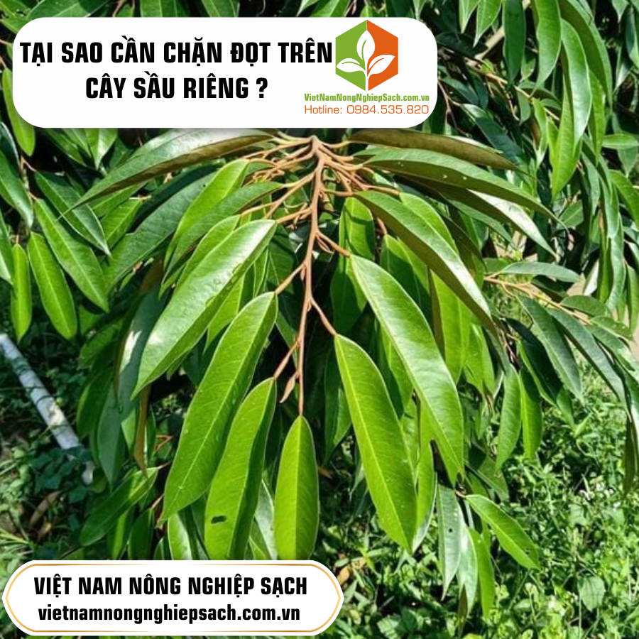 TẠI SAO CẦN CHẶN ĐỌT TRÊN CÂY SẦU RIÊNG ?