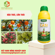 HỢP TRÍ CASI (3)