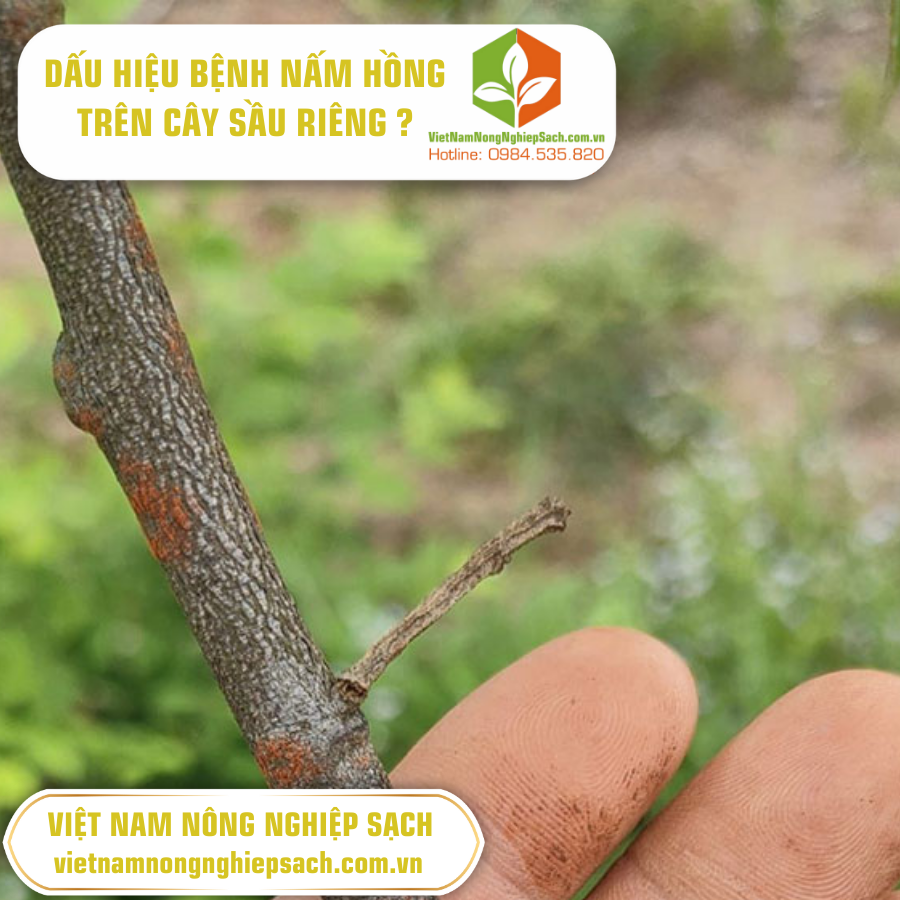  BỆNH NẤM HỒNG TRÊN CÂY SẦU RIÊNG