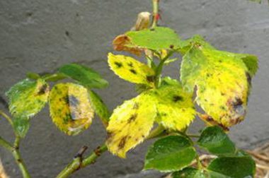 HOW TO CONTROL BLACK SPOT FUNGUS DISEASE ON ROSES