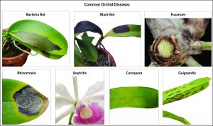 Orchid-Disease-Chart
