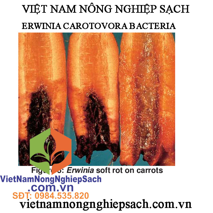 VK-THỐI-NHŨN-CÀ-RỐT