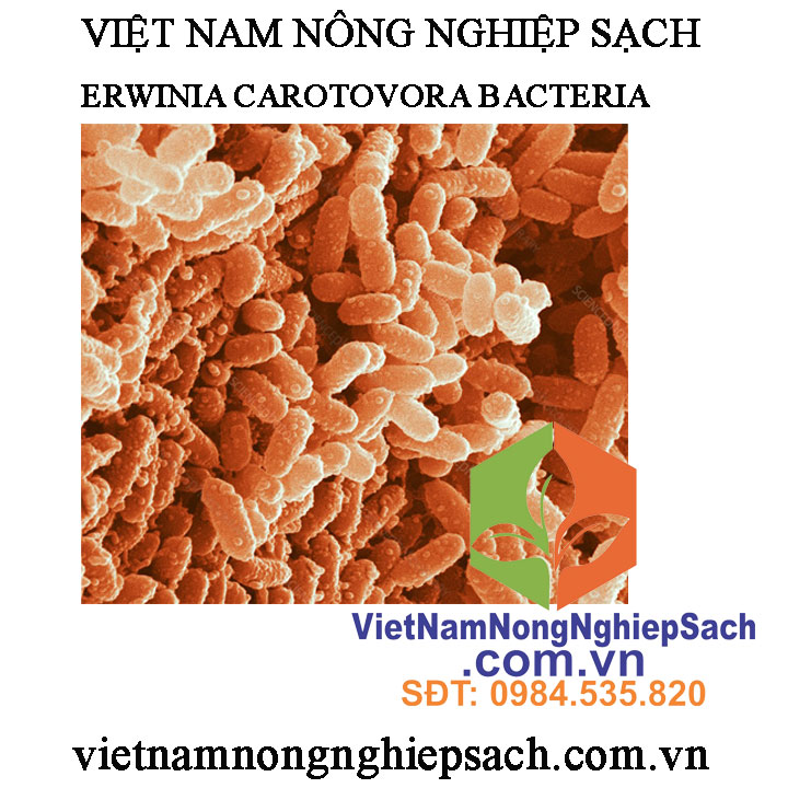 VK-THỐI-NHŨN