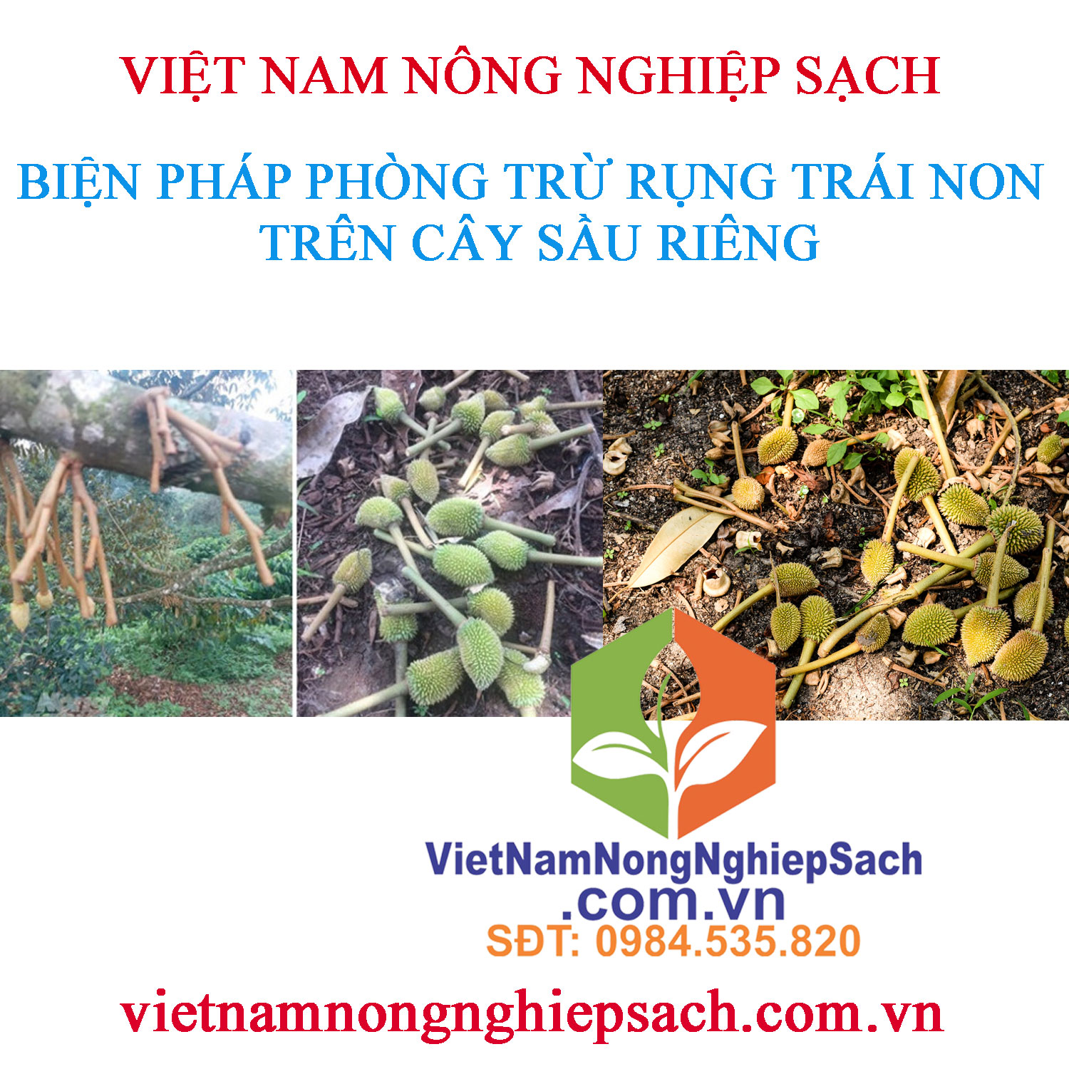 RỤNG-TRÁI-NON-SR