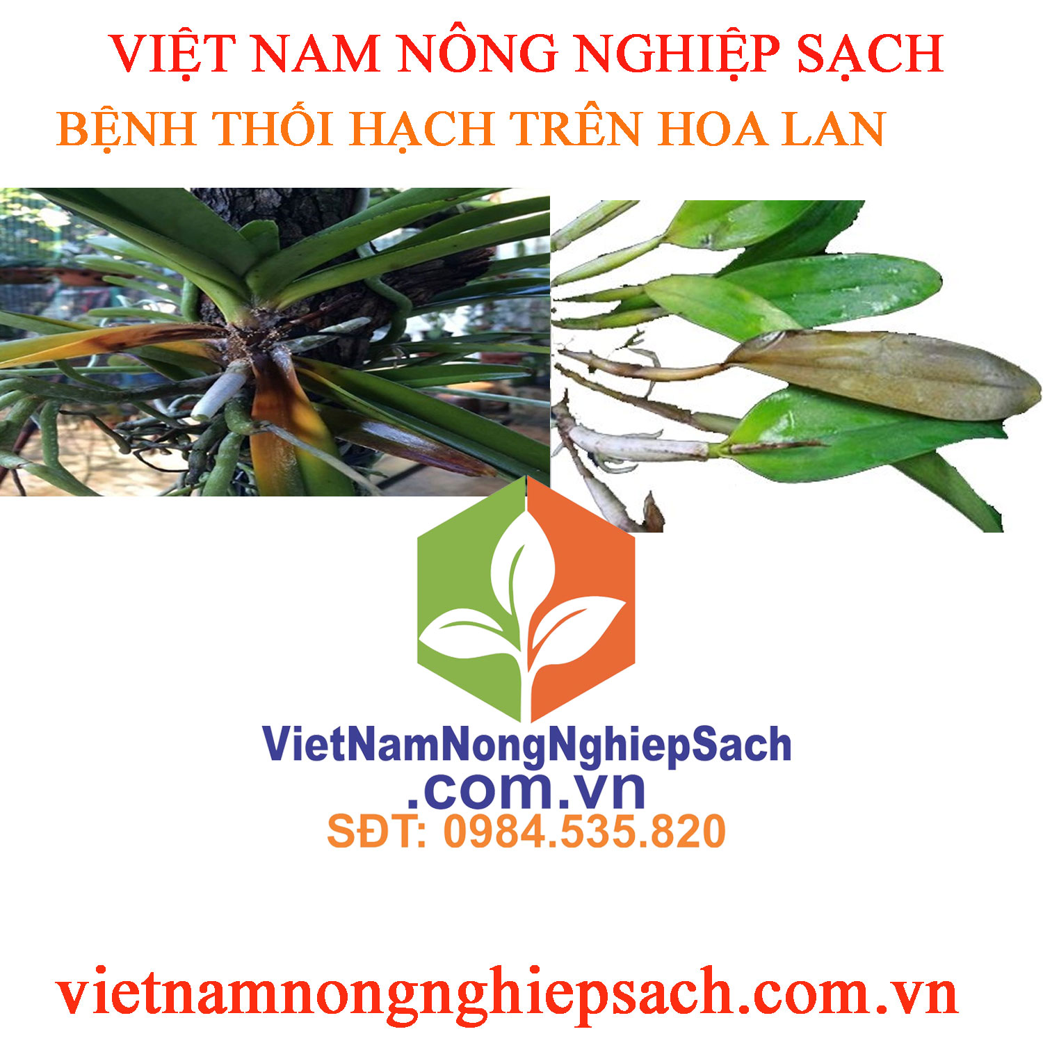 THỐI-HẠCH-HOA-LAN