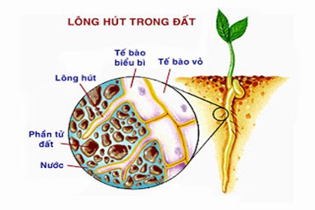 SỰ HẤP THU NƯỚC VÀ MUỐI KHOÁNG Ở RỄ – AGRICULTURE