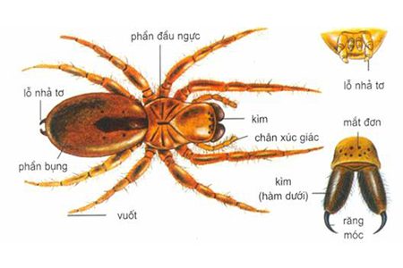 Nhện Là Loài Động Vật Thế Nào? Và Cách Diệt Nhện Hiệu Quả Nhất