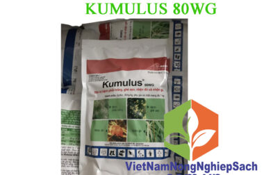 KUMULUS 80WG – THUỐC TRỪ NHỆN ĐỎ HẠI CÂY HOA HỒNG