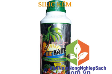 SILIC KẼM TÂN HƯNG – GIÚP CỨNG CÂY CHỐNG ĐỔ NGÃ TRÊN CÂY CÀ CHUA CHAI 500ML – VIỆT NAM NÔNG NGHIỆP SẠCH