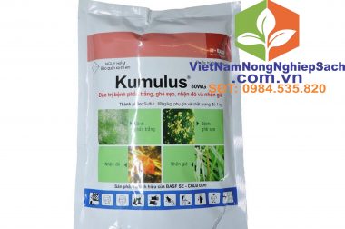 Kumulus 80WG – Thuốc Trừ Nhện vàng hại cây trồng