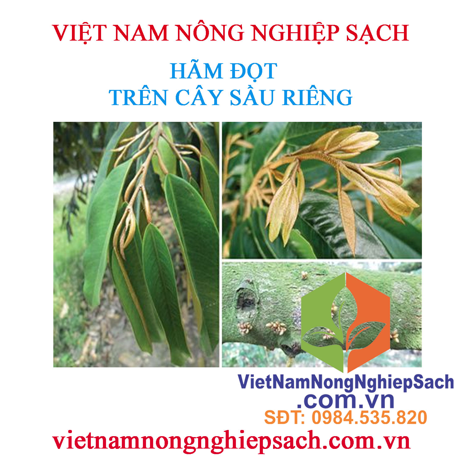 HÃM-ĐỌT-SẦU-RIÊNG