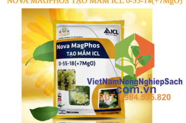 NOVA MAGPHOS TẠO MẦM ICL 0-55-18(+MgO) – TẠO MẦM HOA SẦU RIÊNG