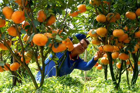 BIỆN PHÁP TĂNG KÍCH THƯỚC VÀ KÉO DÀI THỜI GIAN THU HOẠCH CHO CÂY CAM ĐẠT GIÁ THÀNH CAO - AGRICULTURE