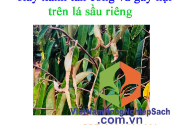 THUỐC ĐẶC TRỊ RẦY XANH GÂY HẠI CHO CÂY SẦU RIÊNG