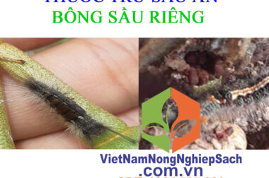 THUỐC ĐẶC TRỊ SÂU ĂN BÔNG SẦU RIÊNG GÂY HẠI CHO CÂY