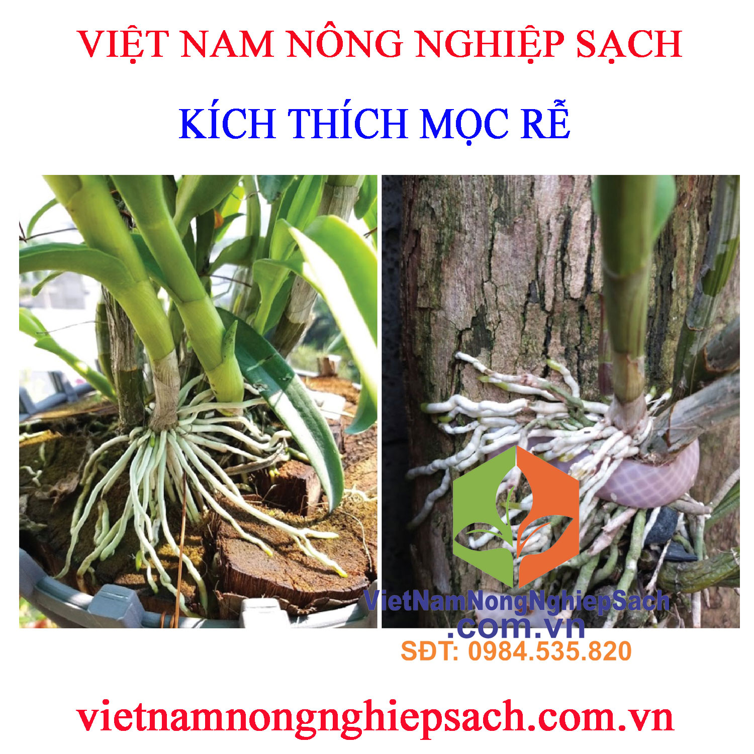 KÍCH-THÍCH-MỌC-RỄ