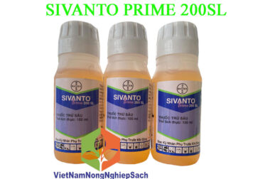 SIVANTO PRIME 200SL – ĐẶC TRỊ RỆP SÁP GÂY HẠI TRÊN CÂY CÀ PHÊ CHAI 100ML – VIỆT NAM NÔNG NGHIỆP SẠCH