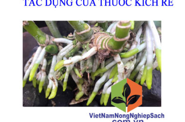 CÁCH SỬ DỤNG THUỐC KÍCH RỄ CHO HIỆU QUẢ TỐT NHẤT