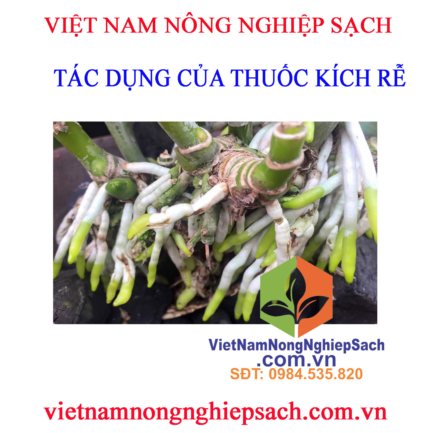 THUỐC-KÍCH-RỄ-1