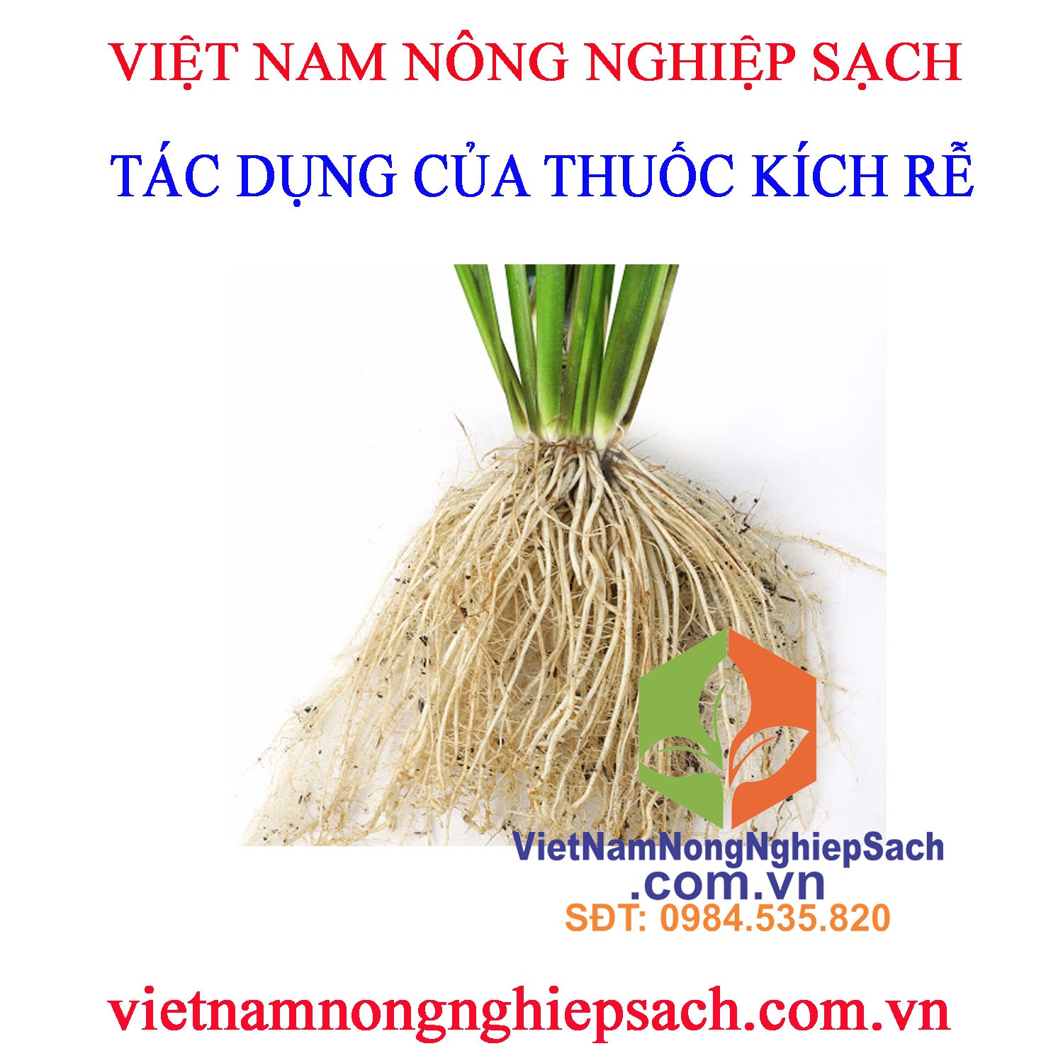 THUỐC-KÍCH-RỄ-2