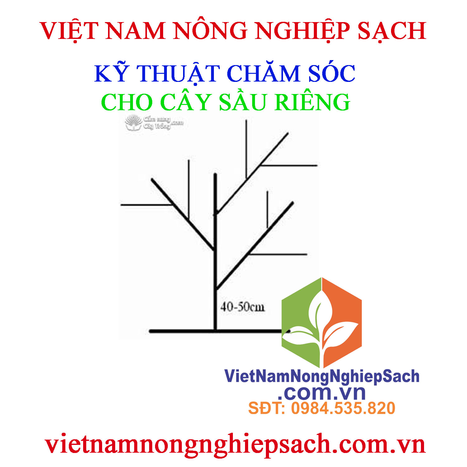 KỸ-THUẬT-CHĂM-SÓC-CÂY-SẦU-RIÊNG-8