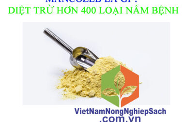 HOẠT CHẤT MANCOZEB LÀ GÌ ? VIỆT NAM NÔNG NGHIỆP SẠCH