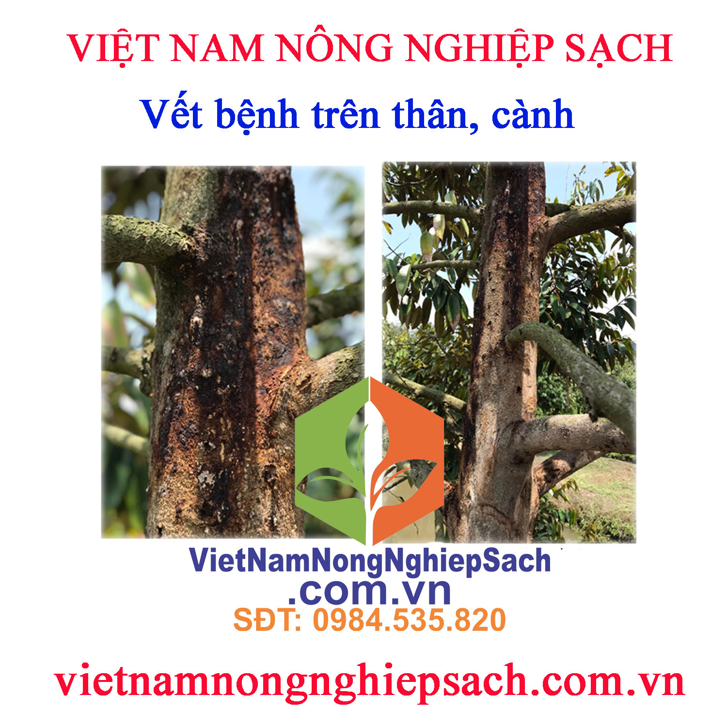 Nấm Phytophthora sp