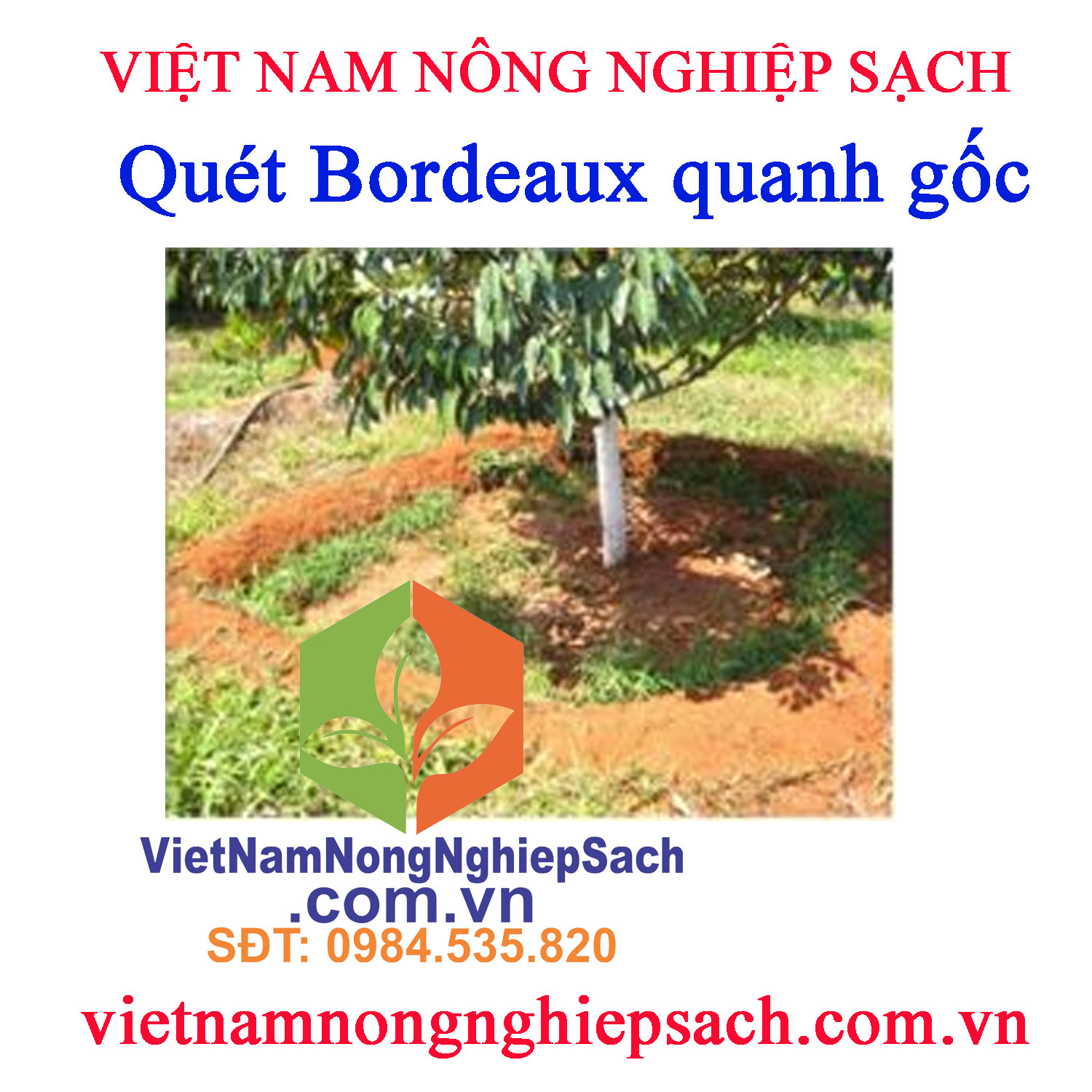 Quét-Bordeaux-quanh-gốc