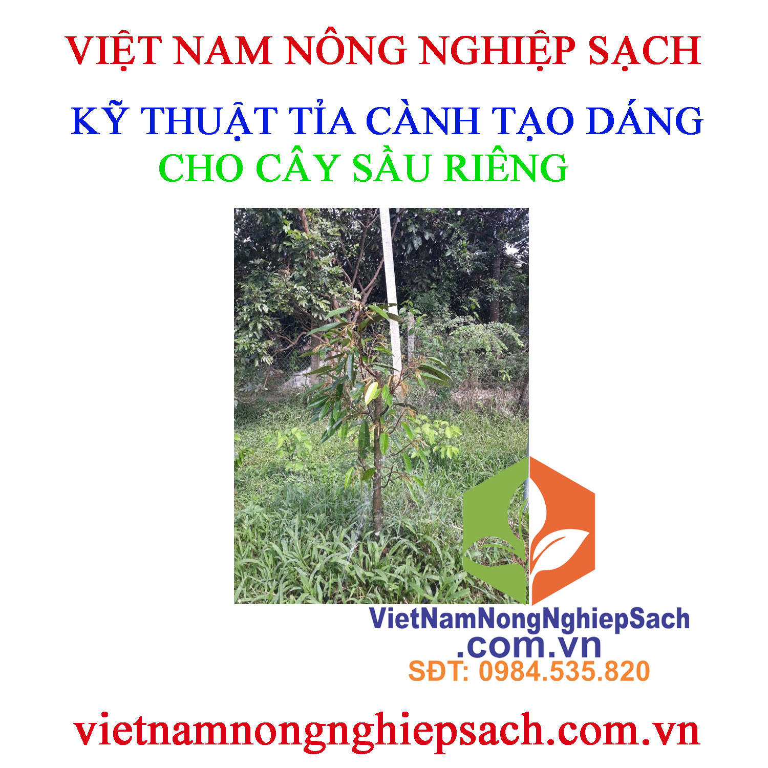 TỈA-CÀNH-SẦU-RIÊNG-2