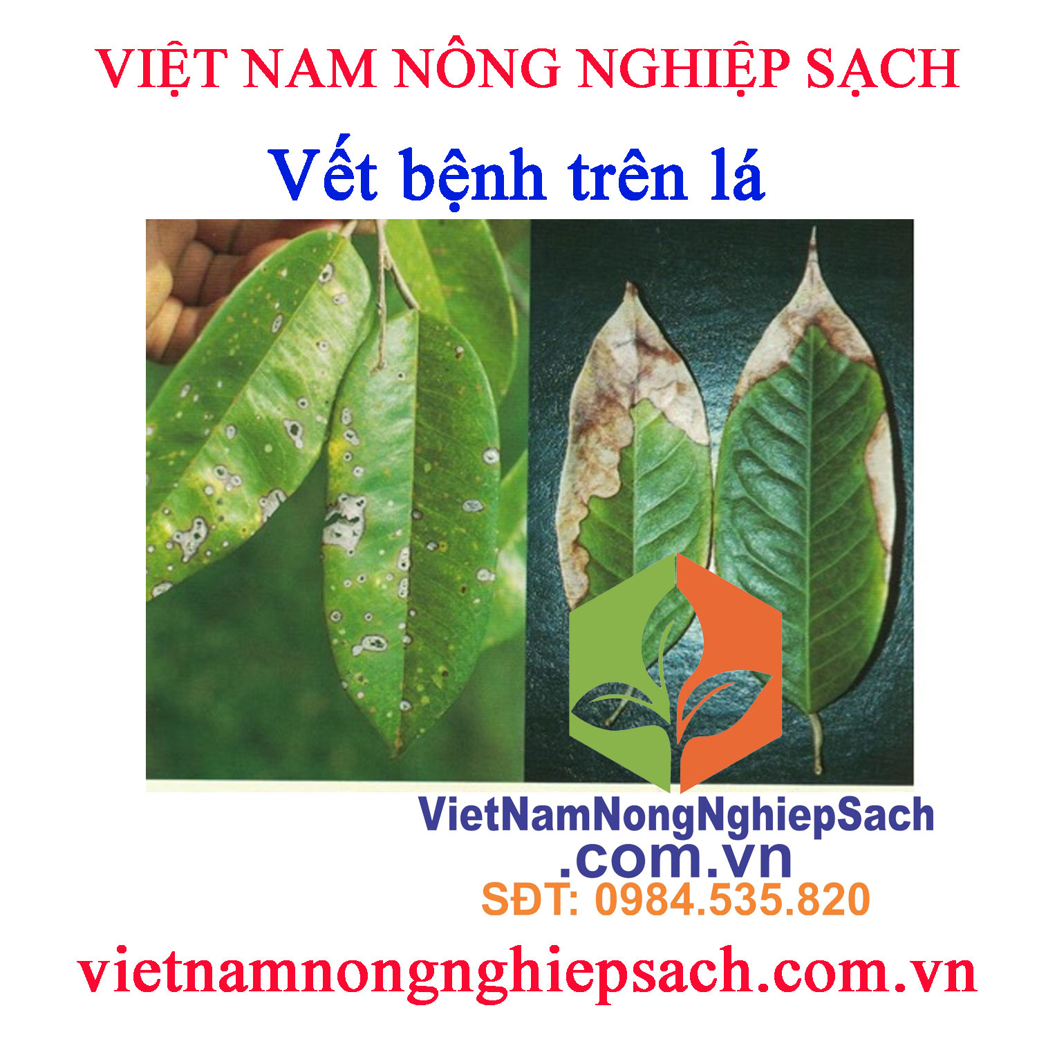 Vết-bệnh-trên-lá