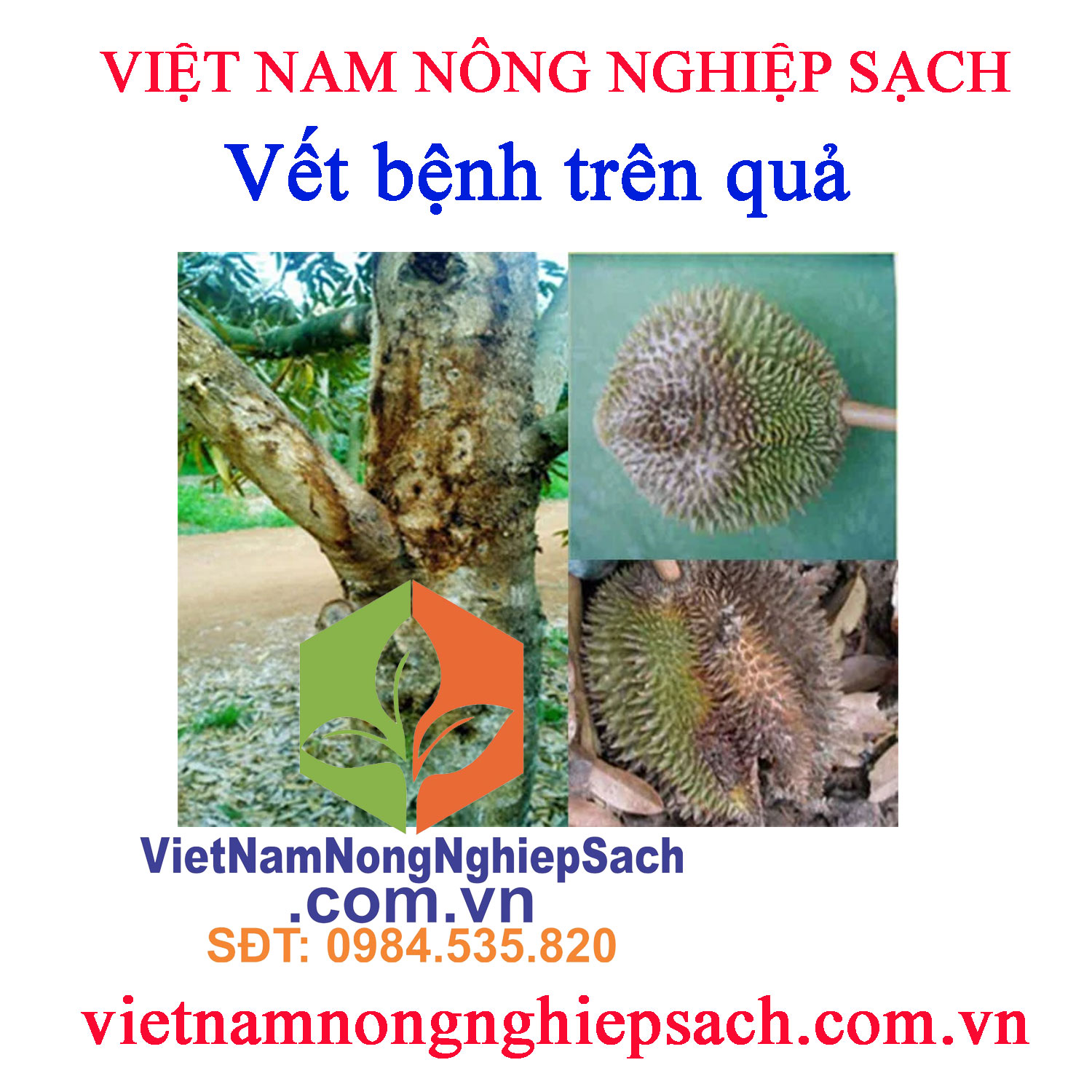 Vết-bệnh-trên-quả