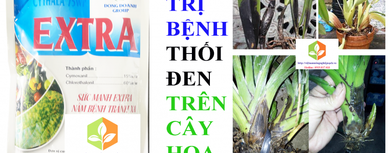 extra tri benh thoi den tren hoa lan