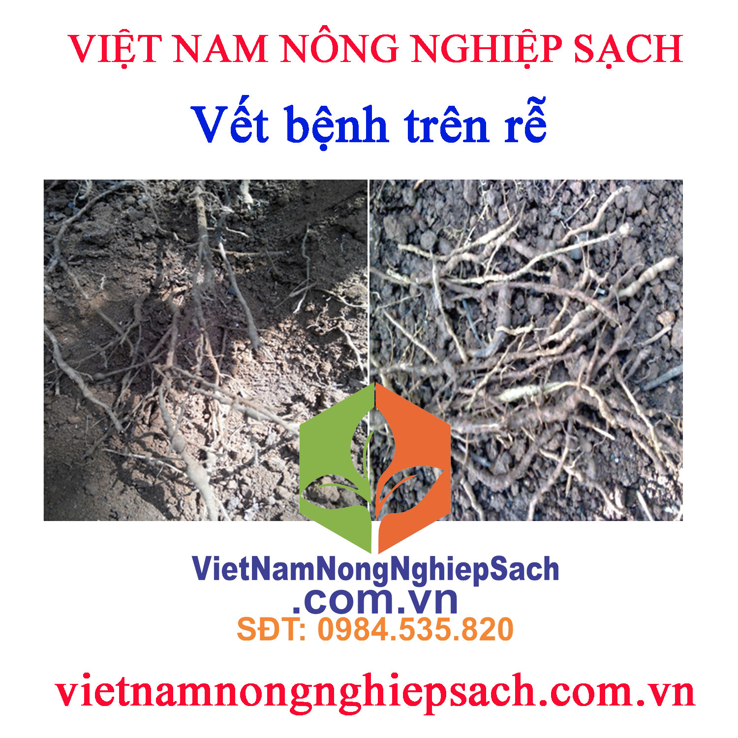 vết-bệnh-trên-rễ