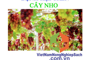 MỘT SỐ BỆNH HẠI THƯỜNG GẶP TRÊN CÂY NHO – VIỆT NAM NÔNG NGHIỆP SẠCH