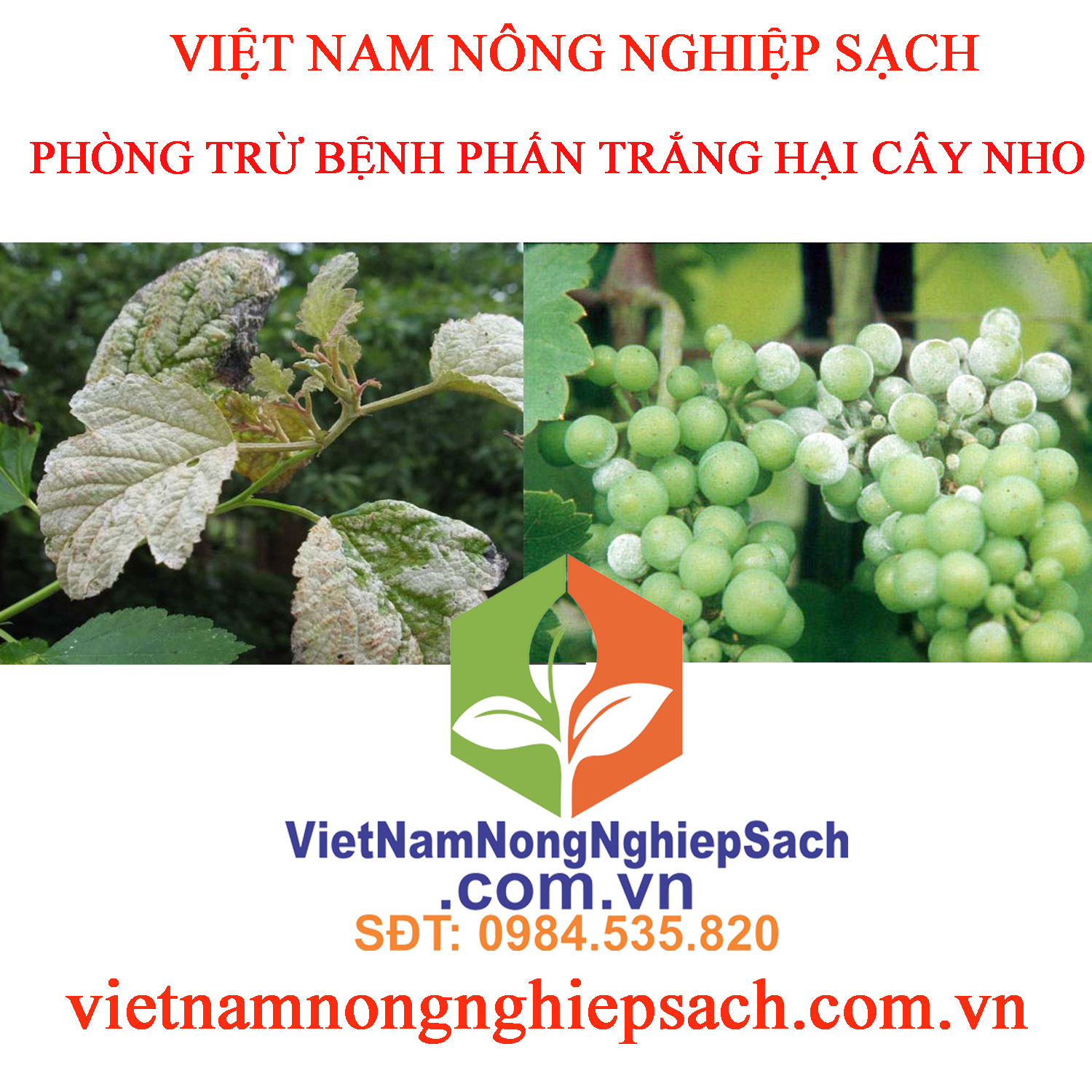 PHẤN-TRẮNG-HẠI-NHO