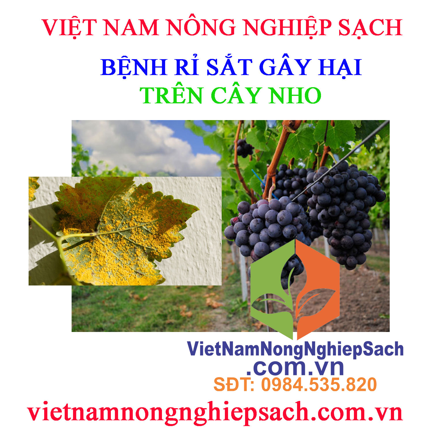 RỈ-SẮT-GÂY-HẠI-NHO